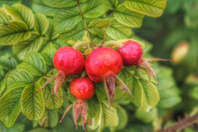 Close-up of strawberry growing on tree