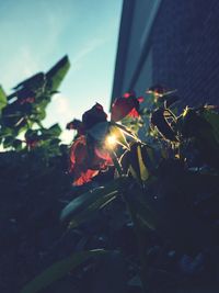 Close-up of flower plant against sky