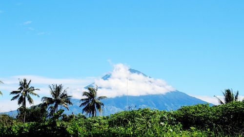 Scenic view of trees against blue sky