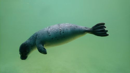 Close-up of sea seal 