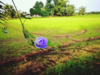 Close-up of purple flower on field