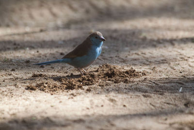 Close-up of bird perching on sand