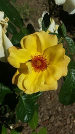 Close-up of yellow flowering plant