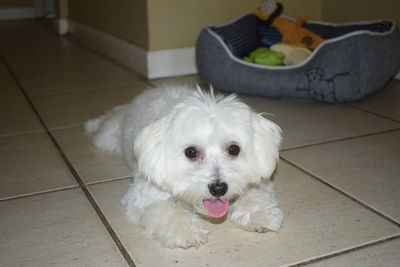 Portrait of white dog at home