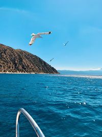 Seagulls flying over sea against sky