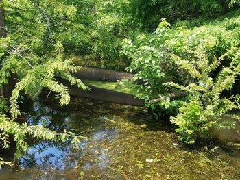 Scenic view of fern