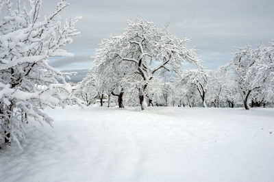 Bare tree on snow covered field