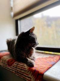 Close-up of a cat looking away