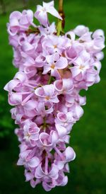 Close-up of pink flowers