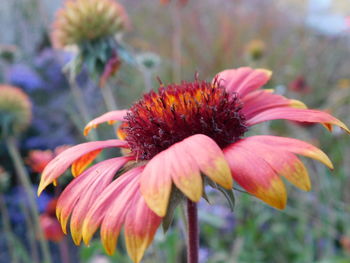 Close-up of pink flower