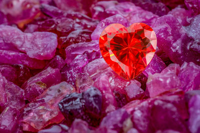 Full frame shot of red rose plant on rock