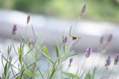 Close-up of butterfly pollinating on purple flower