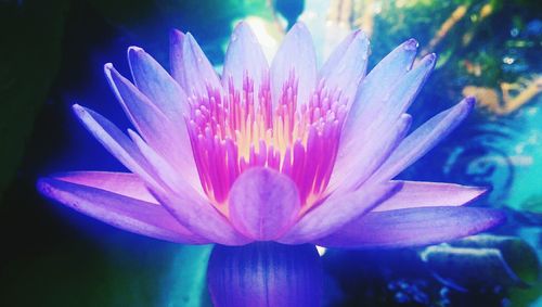 Close-up of lotus water lily in pond