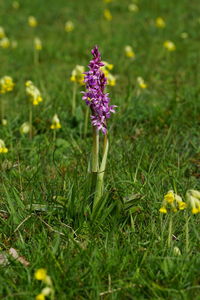Close-up of purple crocus flowers on field