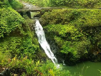 Scenic view of waterfall in forest