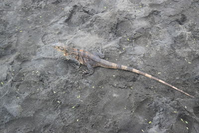 Lizard on ground