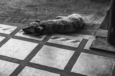 Dog sleeping on tiled floor