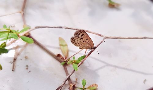 Close-up of butterfly on leaf