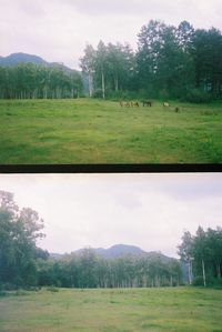 Scenic view of grassy field against sky