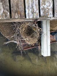 High angle view of nest on tree by window