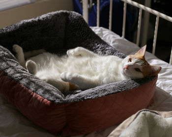 Cat resting on a bed