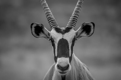 Close-up portrait of oryx