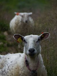 Portrait of horse on field