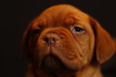 Close-up portrait of dog against black background