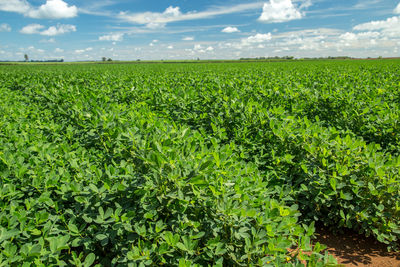 Scenic view of corn field against sky