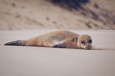 Close-up of a cat lying on sand