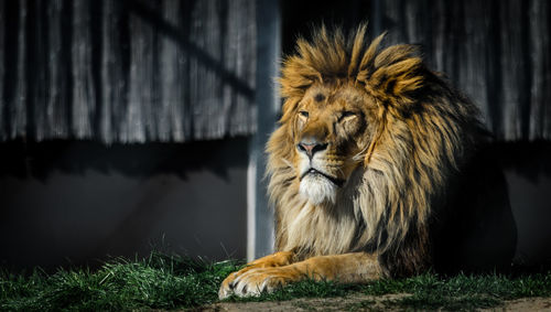 Close-up of lion relaxing outdoors