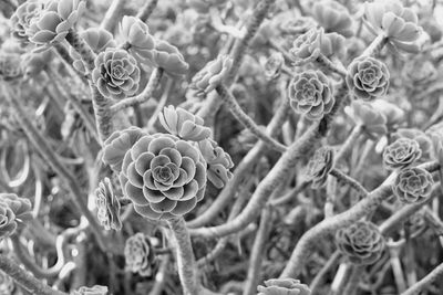 Full frame shot of flowering plants