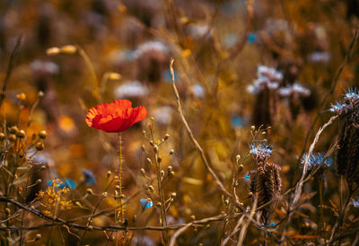 Close-up of flowering plants on field