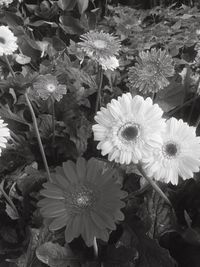 Close-up of flowers blooming outdoors