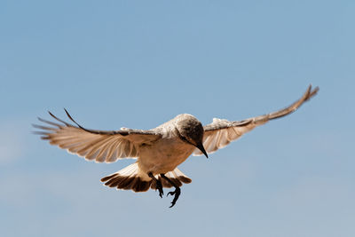 Low angle view of seagull flying in sky