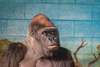 Portrait of horse in zoo