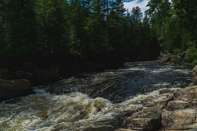 Scenic view of waterfall in forest