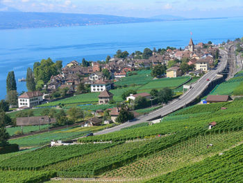 Vineyard by road in town