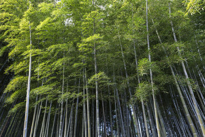 Bamboo forest in adashino nenbutsuji temple, arashiyama, kyoto, japan.