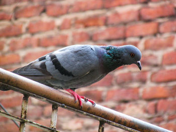 Close-up of bird perching on red outdoors