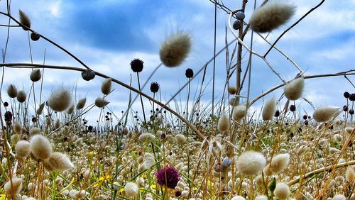 Flowers growing in field