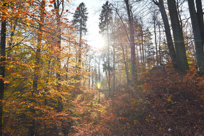 Trees in forest during autumn