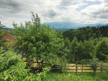 Plants growing on land against sky