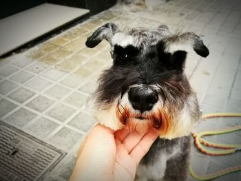 Close-up of person holding dog
