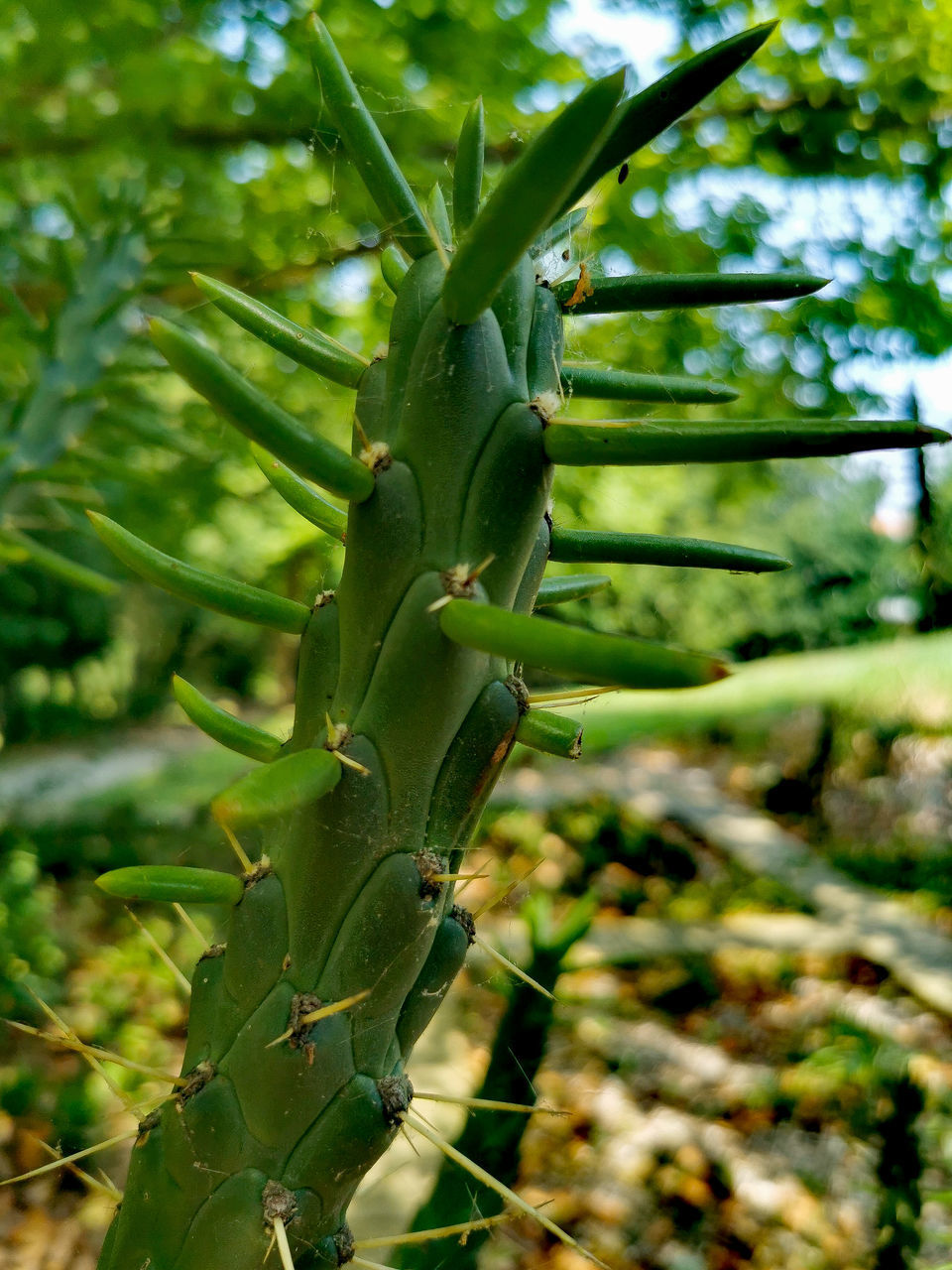 CLOSE-UP OF FRESH GREEN TREE