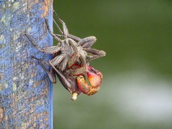 Close-up of insect on tree trunk