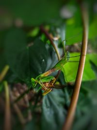 Close-up of insect on leaf