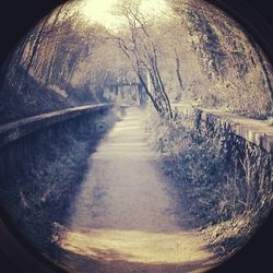 Road along trees