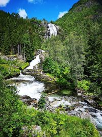 Scenic view of stream amidst trees in forest