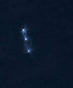 Firework display over black background